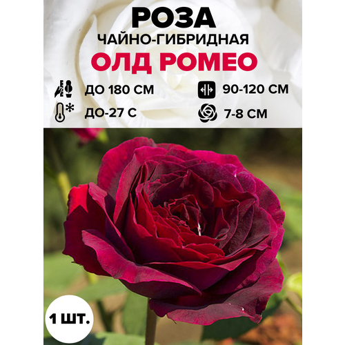 ������ ������ ���� ��� ����� �����-��������� 1 ��. ����