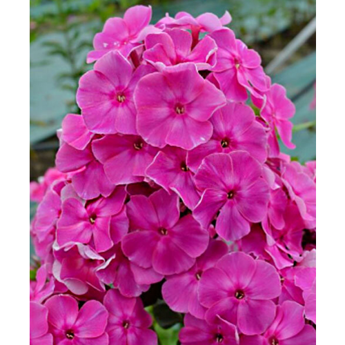 ������ ������ ����� ������ ������, 1 ����� ����