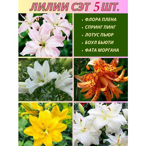 ������ ������ ����� ���������, ��������, ��� �� 5 ���� ����