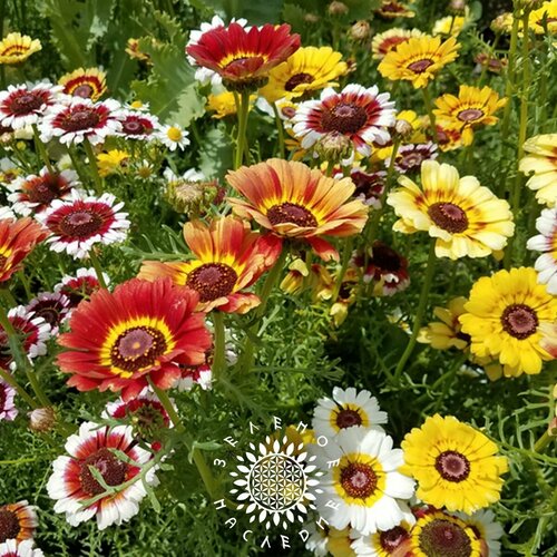 ������ ������ ������ ���������� ���������- ���� (���. Chrysanthemum carinatum) 50 �� ����