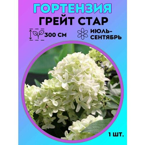 ������ ������ ��������� �����������, ������� 1 ����� ����