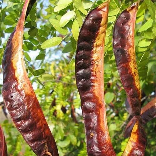 ������ ������ ������ �������� �������������, 15 ����, �����������, ������������� ����