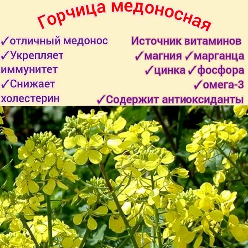 ������ ������ ������� ����������/ �������� 200��, ������ �������� � ������, ��� ����/ �������, ������� premium ����