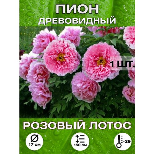 ������ ������ ���� ������� �����, ��������� ����