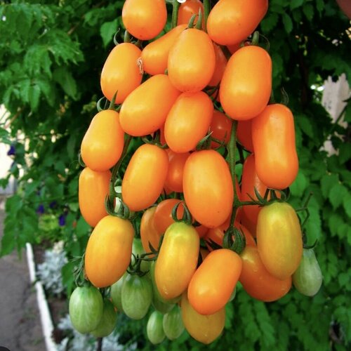 ������ ������ ������ ������ ����� ���� ��������� �������� 10 ��. ����