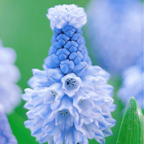 ������ ������ ������� ������� (10 ��) ����