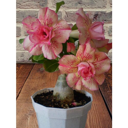 ������ ������ ������� Bright of Yellow, Ƹ���-�������, ������ ����