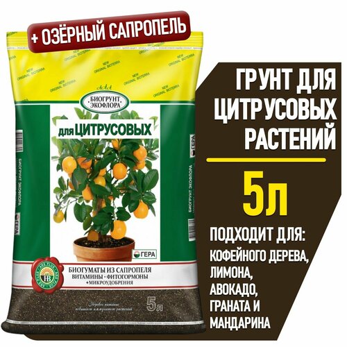 ������ ������ ����� ��� ��� ���������� 5� ����