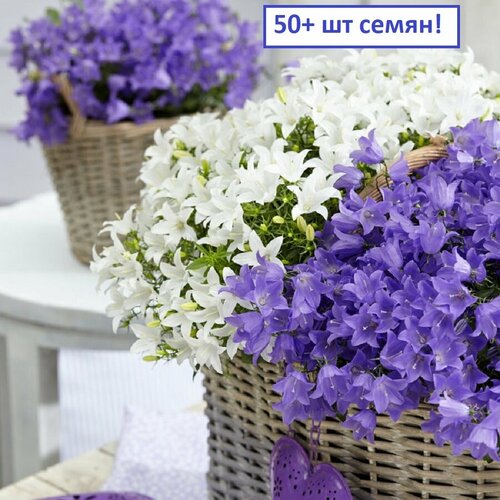 ������ ������ ���������, ����� � �������, ���� ������, ������ 50+ �� ����