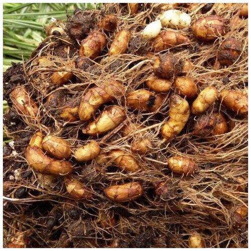 ������ ������ ������ ������ ����, �������� ������� 10 ��. ����