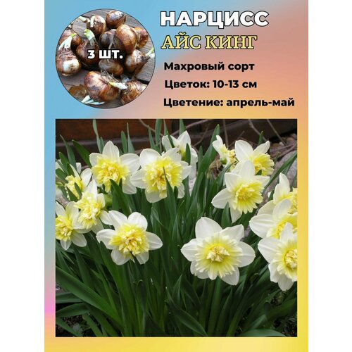 ������ ������ ������� ��������, �������� 3 ����� ����