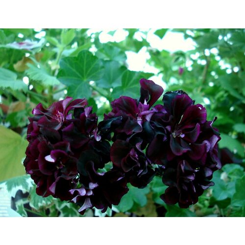 ������ ������ ������ ���������� ������������ ����� ��� ����� 3 �� (1 �������� (O)) ����