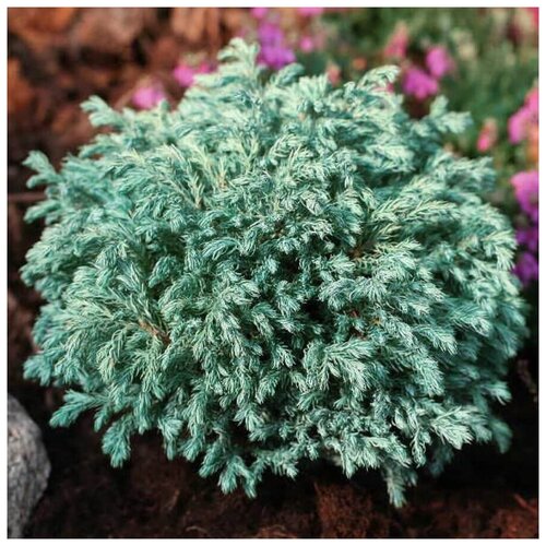 ������ ������ ������ ������ ����������� ������������� 25 ��. ����