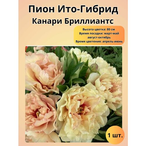 ������ ������ ���� ���-������, ������� 1 �� ����