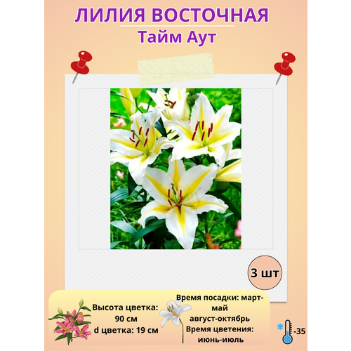 ������ ������ ����� ���������, ���� ���, ����������� ����� ����