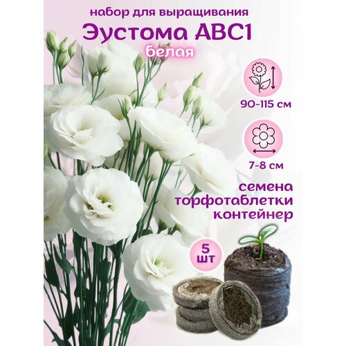 ������ ������ ������ ������� ����� + �������� ��������, 5��, ����� ��� ����������� ����