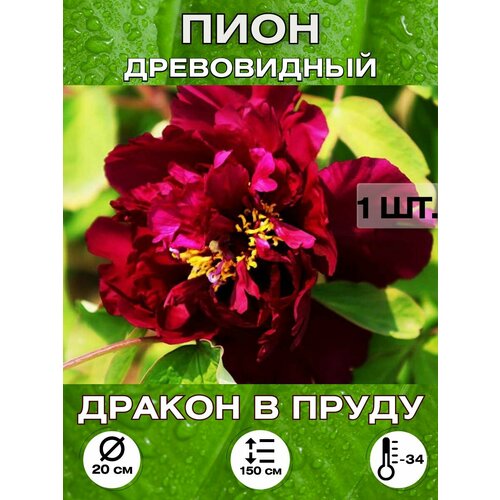 ������ ������ ���� ������ � �����, ��������� ����