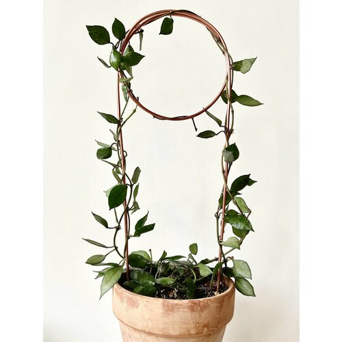 ������ ������ ����� ��� ��������� �������� ���� � �������, ������ 40 �� ����