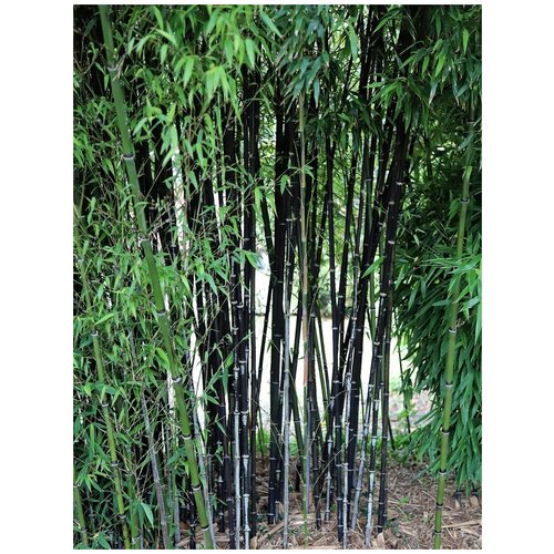 ������ ������ ������ ������ ������ (Phyllostachys Nigra), 20 ���� ����