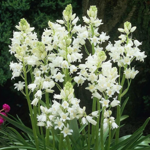 ������ ������ �������� ������, bulbs servise, ������������ ����� ( 10 ���� ) ����