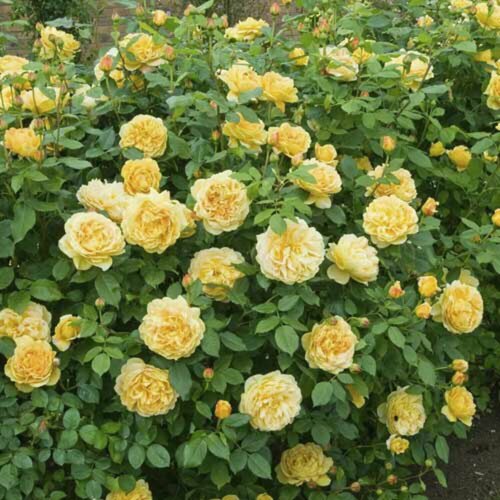 ������ ������ ���� ��������� ������ ������ (Golden Parfyum) / 2 ��, ��������� ���� ����