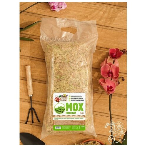 ������ ������ ��� ������� 