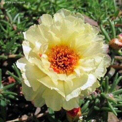 ������ ������ �������� ��������� ���� (������). ������. ����