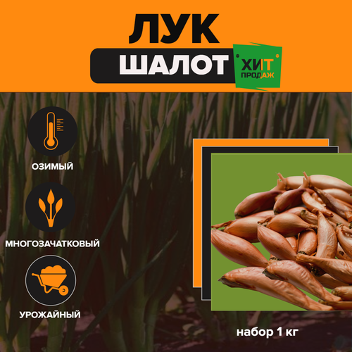 ������ ������ ��� ����� (��������, ������) 1�� ����