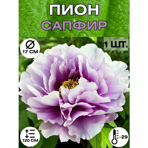 ������ ������ ���� �����������, ������ ������� ��� ������� ����