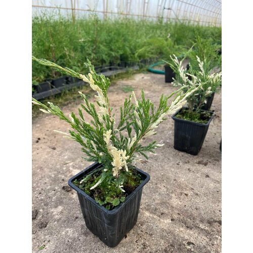 ������ ������ ������������ ������� ���������. ������� � ���������� �-9. 2�� ����