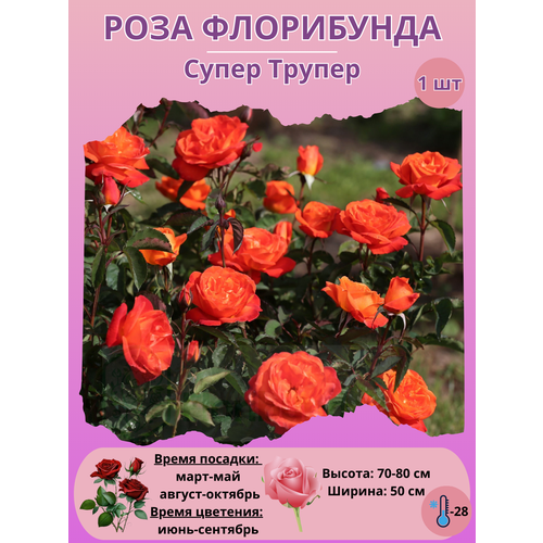 ������ ������ ���� ���������� ����� ������, ����������� ����� ��� ���� ����