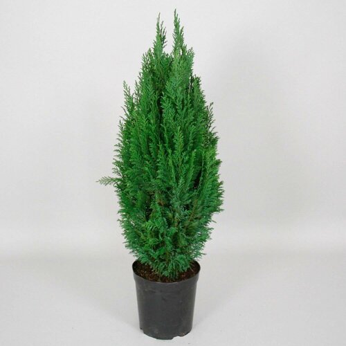 ������ ������ �������� ����������� ������� ������ �5 H50-60 ����