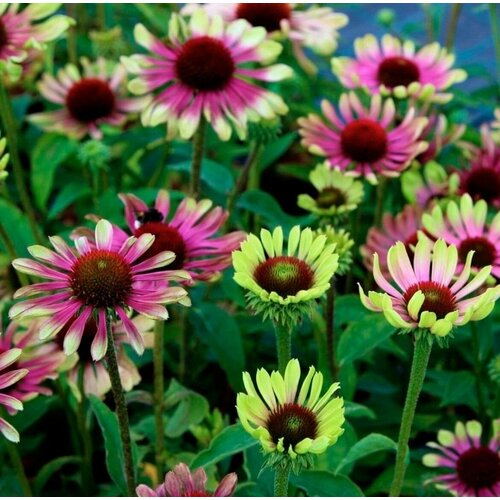 ������ ������ �������� ��������� ���� �������, ������ 20 �� ����