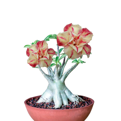 ������ ������ ������������ ������ ������� Mahatap 3 ��. ����