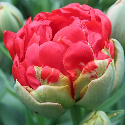 ������ ������ �������� ������, bulbs servise, ������� �������� ( 5 ���� ) ����