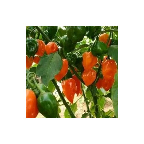 ������ ������ ������ ������ ����� Habanero Orange, 5 ����� + ������� ����