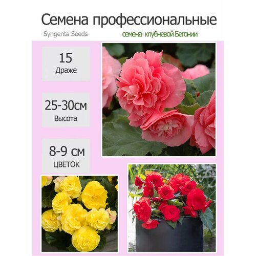 ������ ������ ������ ������� ��������� ����� ���������, ����� 3 ����� ����