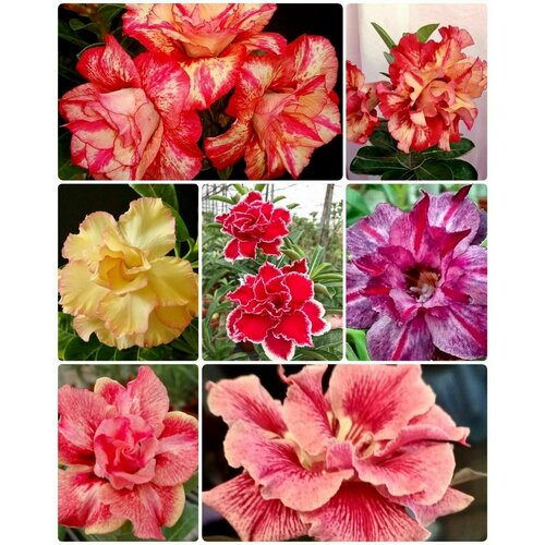 ������ ������ ������ ��������� ������ ����������� ������� ���� 10 ����� � ������ ����