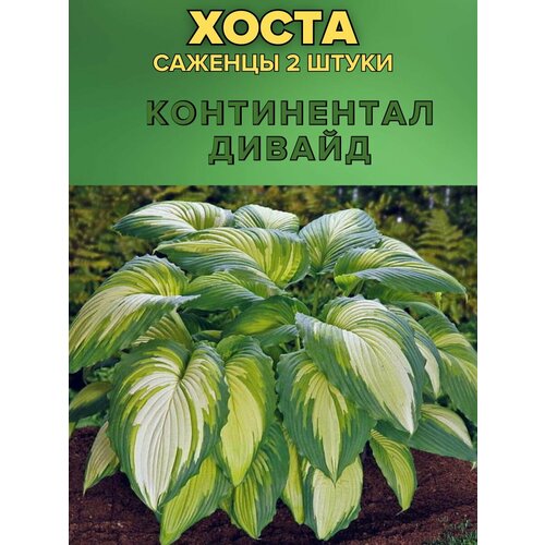 ������ ������ ����� �������, ����������� �������� 2����� ����