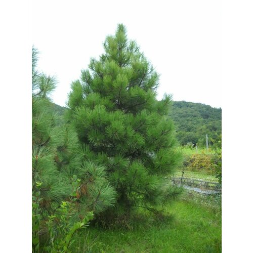 ������ ������ ������ ����� ������� (Pinus jeffreyi), 10 ���� ����