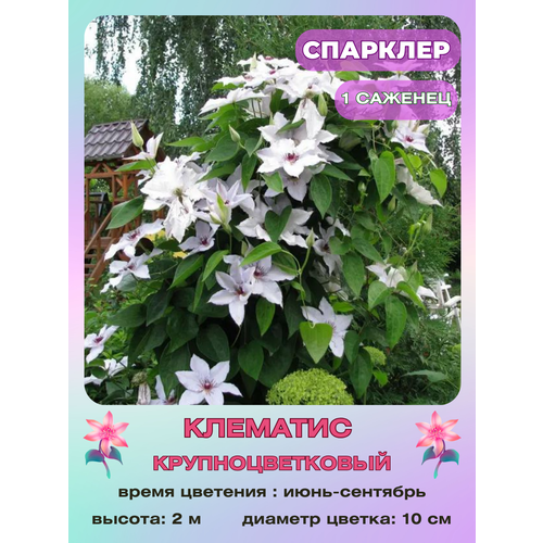 ������ ������ �������� �������� ����