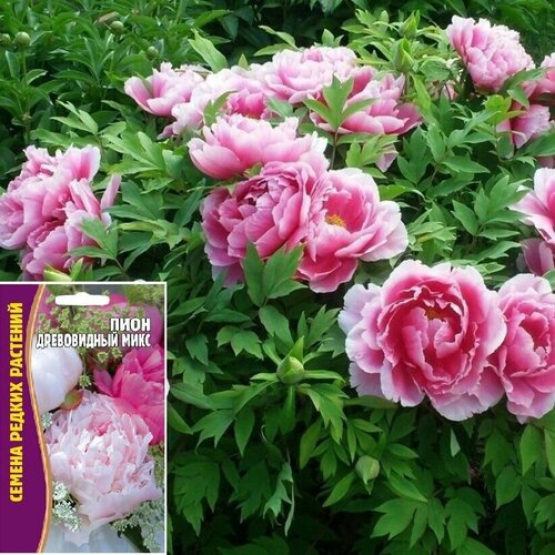 ������ ������ ������ ������ �������������: ���� ����������� ���� (3�� �����) ����