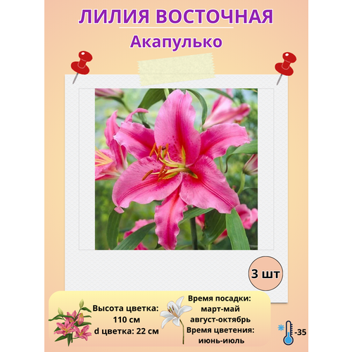 ������ ������ ����� ��������� ���������, ����������� ����� ����