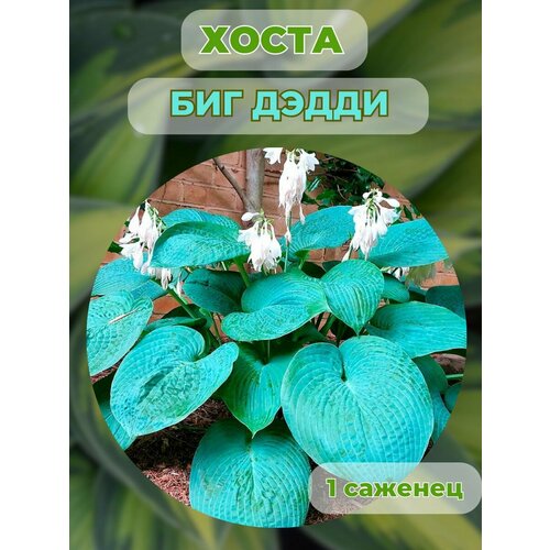 ������ ������ ����� �������, ����� ��������� 1 ����� ����