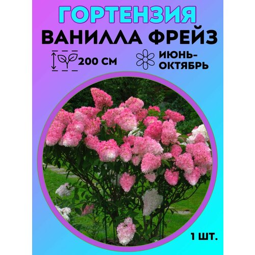 ������ ������ ��������� �����������, ������� 1 ����� ����