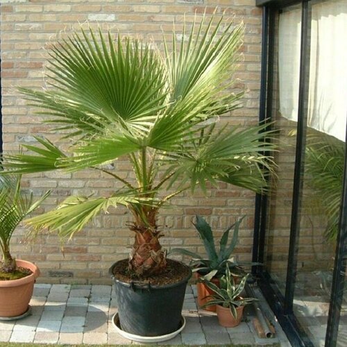 ������ ������ �����������, ������ ���������, ������ ����