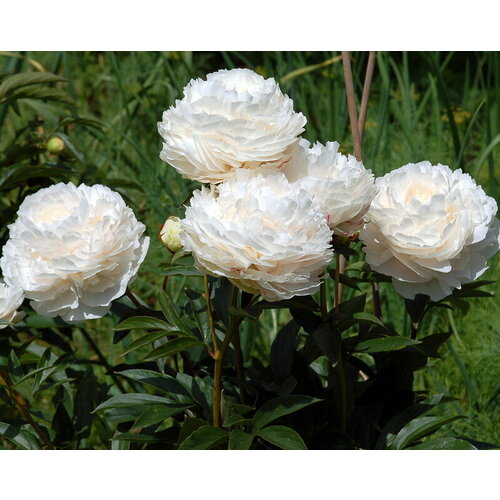 ������ ������ ������ ���� ����������� ������ 3 ��. 1 �������� ����