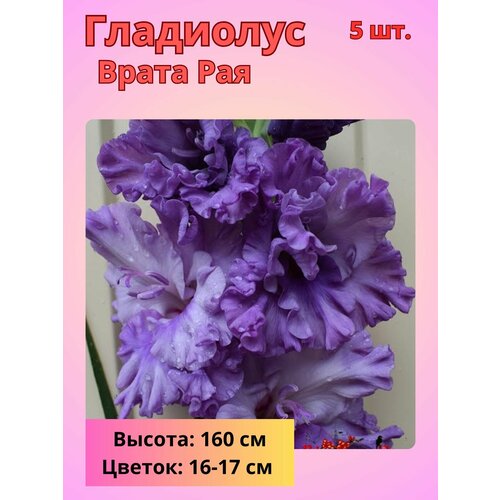 ������ ������ ��������� ��������������� ����� ���, �������� ���������� ����