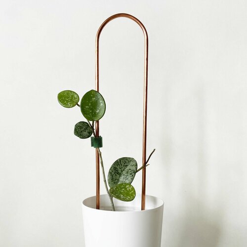 ������ ������ ����� ��� ��������� �������� ���� XS, ������ 25 ��, ������ 5 �� ����