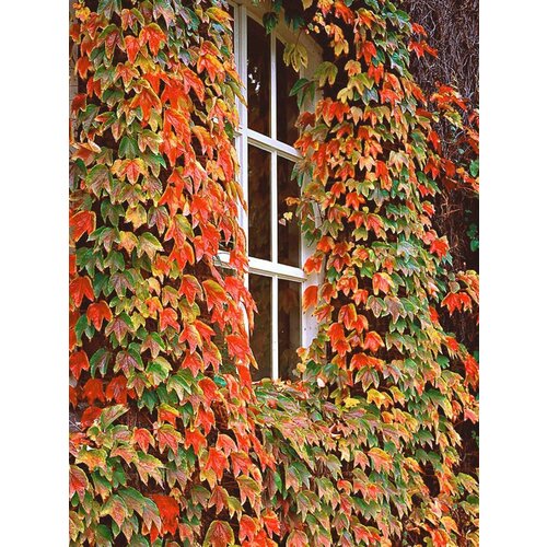 ������ ������ ������ �������� ������� ������������ ���� (Parthenocissus tricuspidata Veitchii), 10 ���� ����